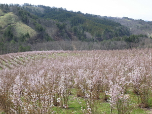 春に満開を迎えた啓翁桜の様子